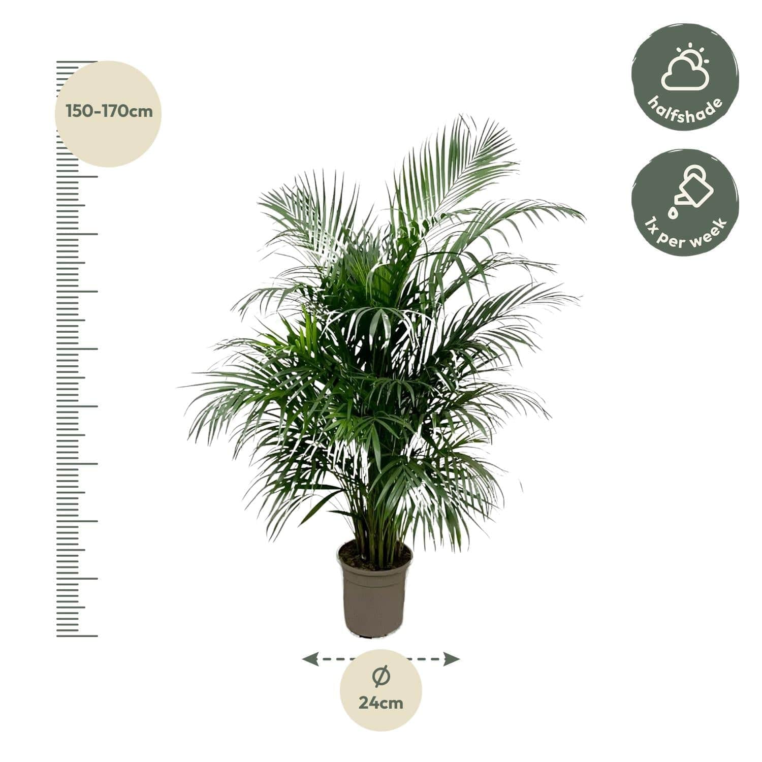 Dypsis lutescens (Areca-Palme) – 150 cm – Ø24 - Botanic-Vibes