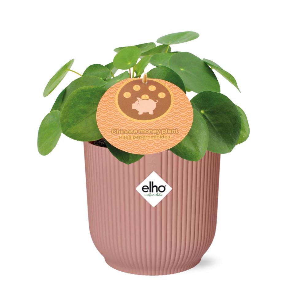 Mother's Day, Pilea Peperomioides 12 cm im ELHO Vibes Fold, 14 cm, rosa