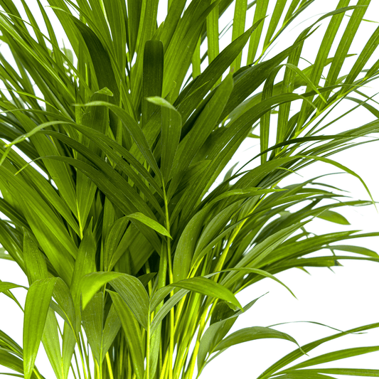 Dypsis Areca Lutescens Ø19cm - ↕80 - 100cm - Botanic-Vibes