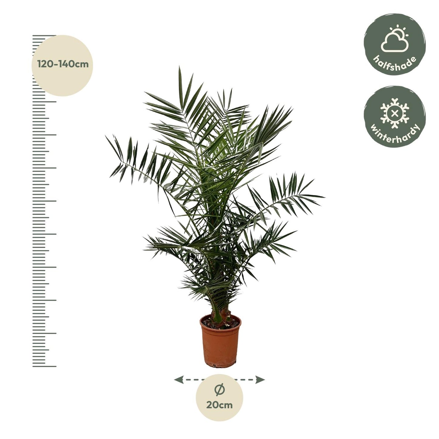 Phoenix canariensis – 140 cm – Ø21