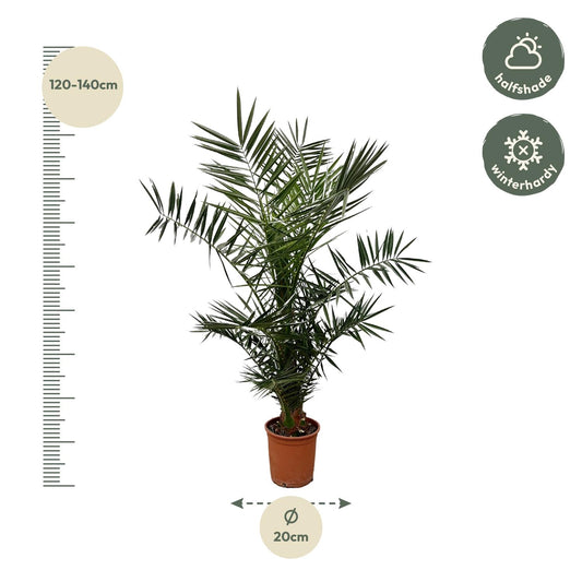 Phoenix canariensis – 140 cm – Ø21