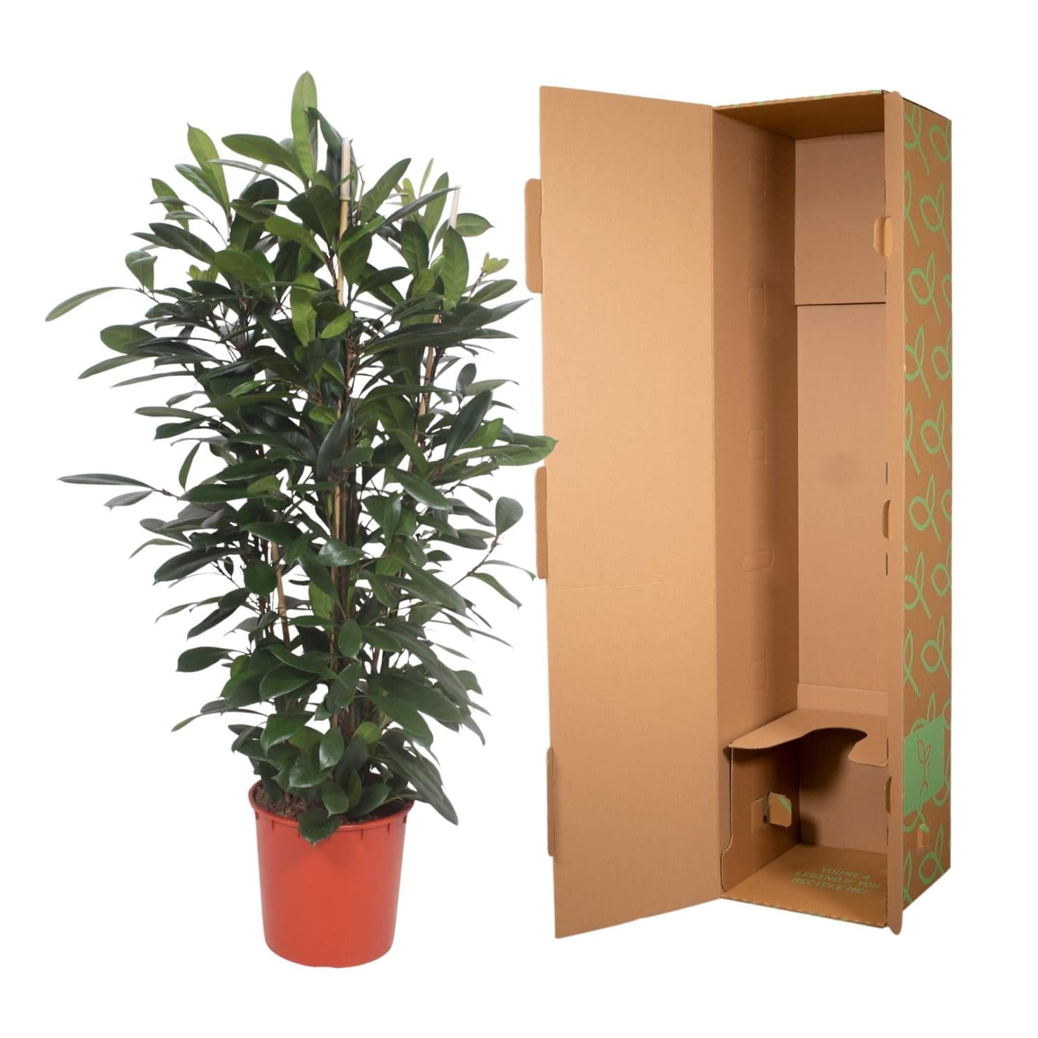 Ficus cyathistipula Strauch – 180 cm – Ø34 - Botanic-Vibes