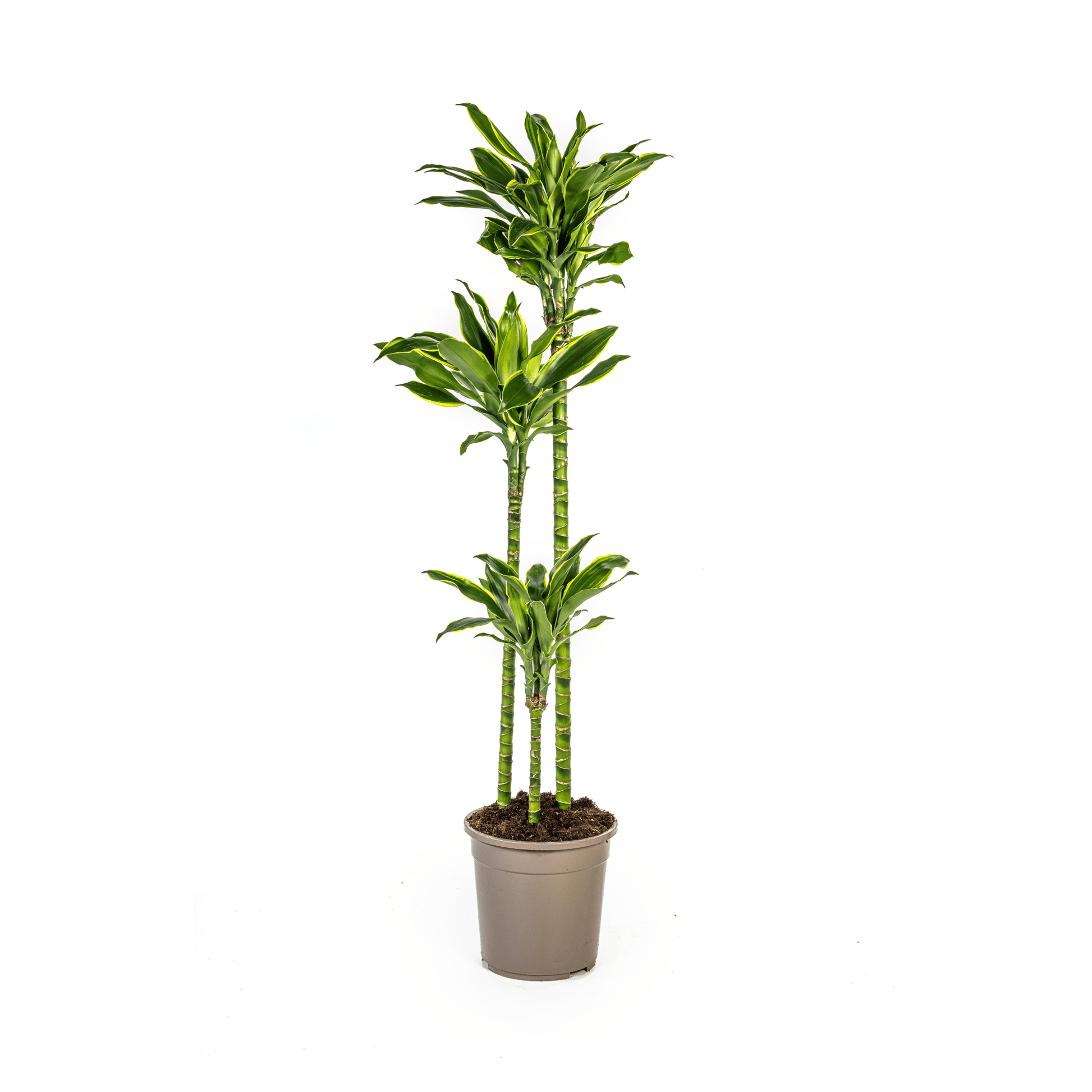 Dracaena Fragrans Golden Coast Ø24cm - ↕130 - 150cm - Botanic-Vibes