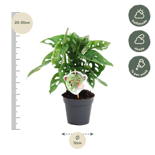Monstera obliqua 'Monkey Leaf' – 25 cm – Ø12 - Botanic-Vibes