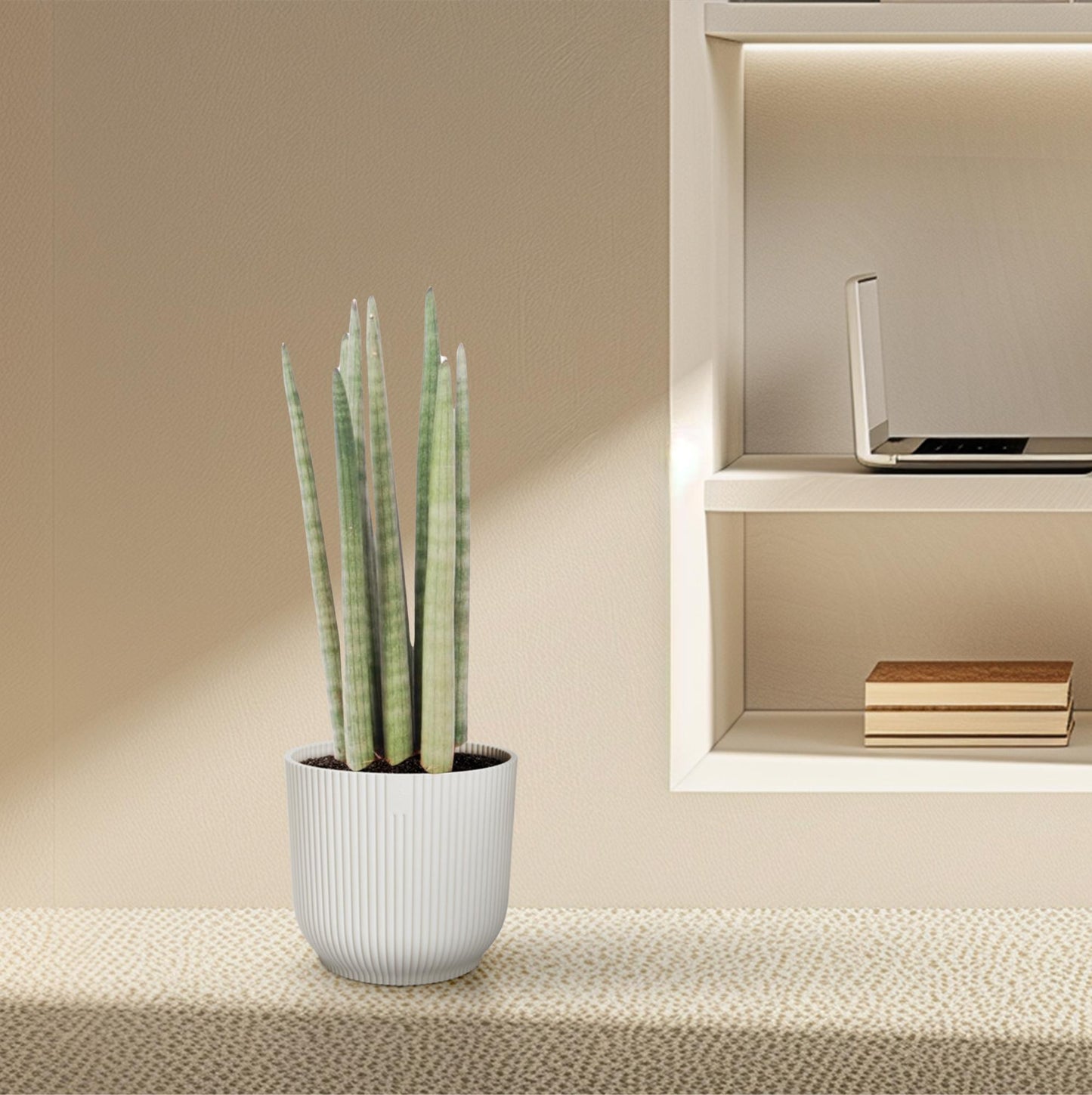 Sansevieria cylindrica 'Spaghetti' – 40 cm – Ø10,5