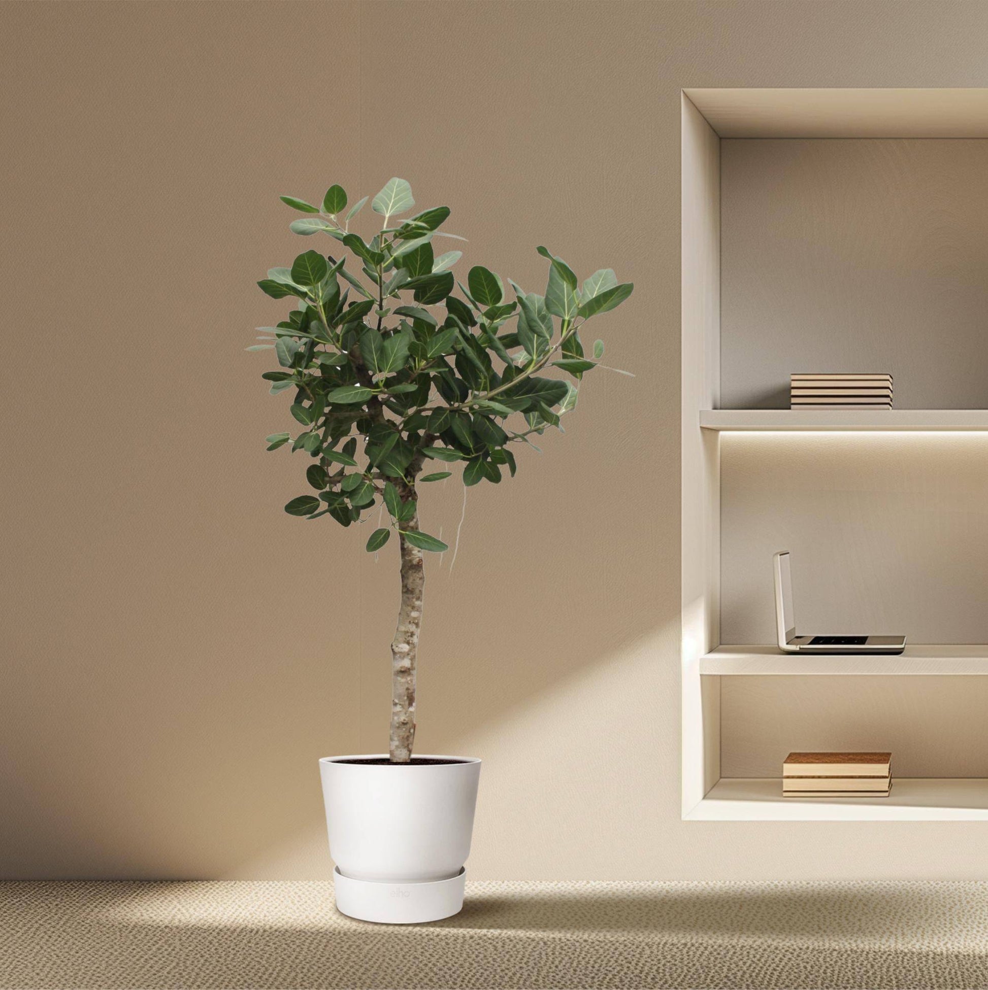 Ficus benghalensis Baum – 200 cm – Ø50 - Botanic-Vibes
