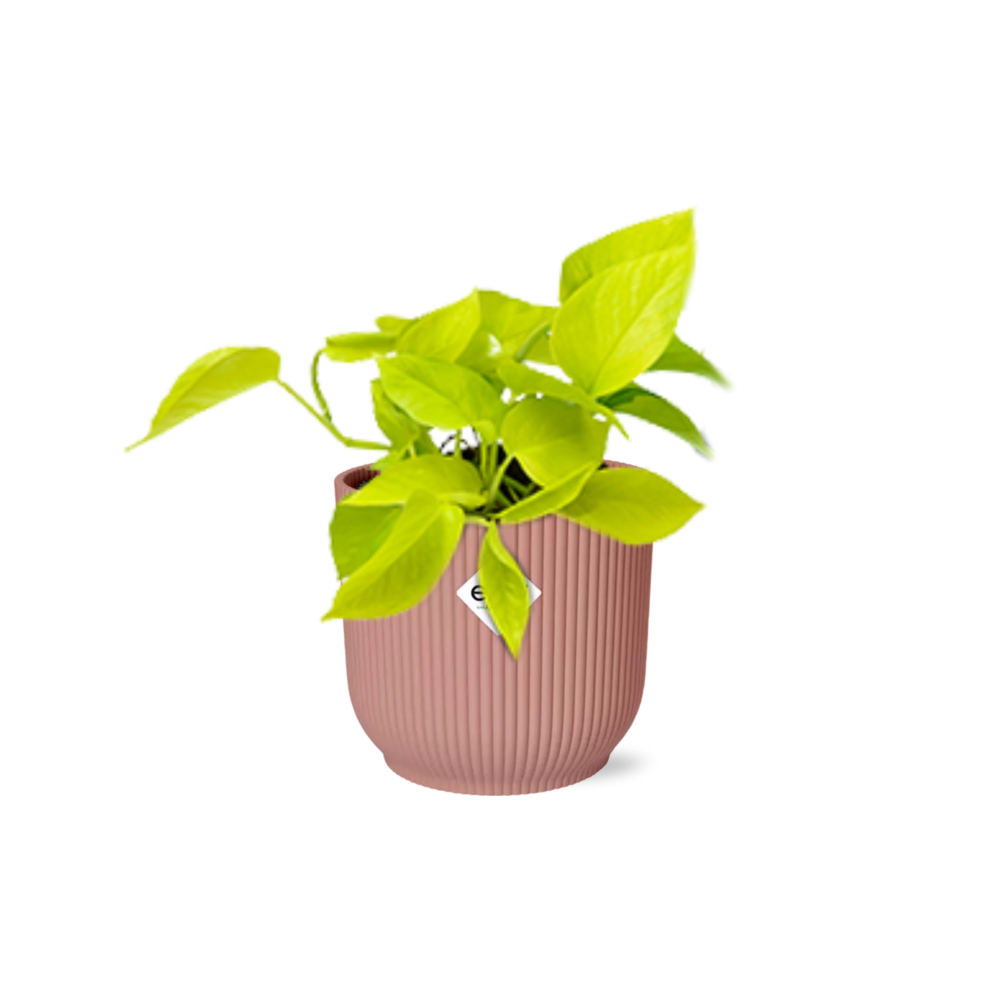 Epipremnum Pinnatum ‘Golden Pothos’ im ELHO Vibes Fold, 14 cm, rosa
