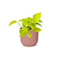 Epipremnum Pinnatum ‘Golden Pothos’ im ELHO Vibes Fold, 14 cm, rosa