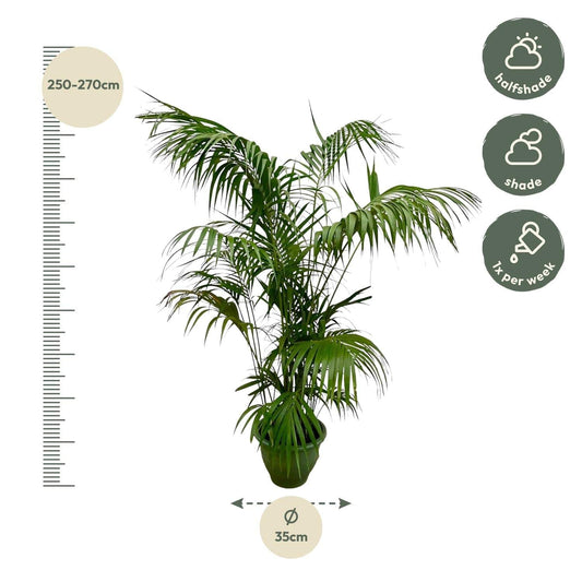 Kentia palm XXL – 260 cm – Ø35 - Botanic-Vibes