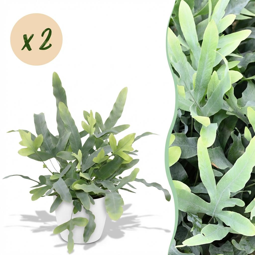 Green boutiQ, Zimmerpflanze, Phlebodium aureum Blue Star, Blaue Farn, Haustierfreundliche Pflanze, Blau, Topf 12cm, Höhe 25cm