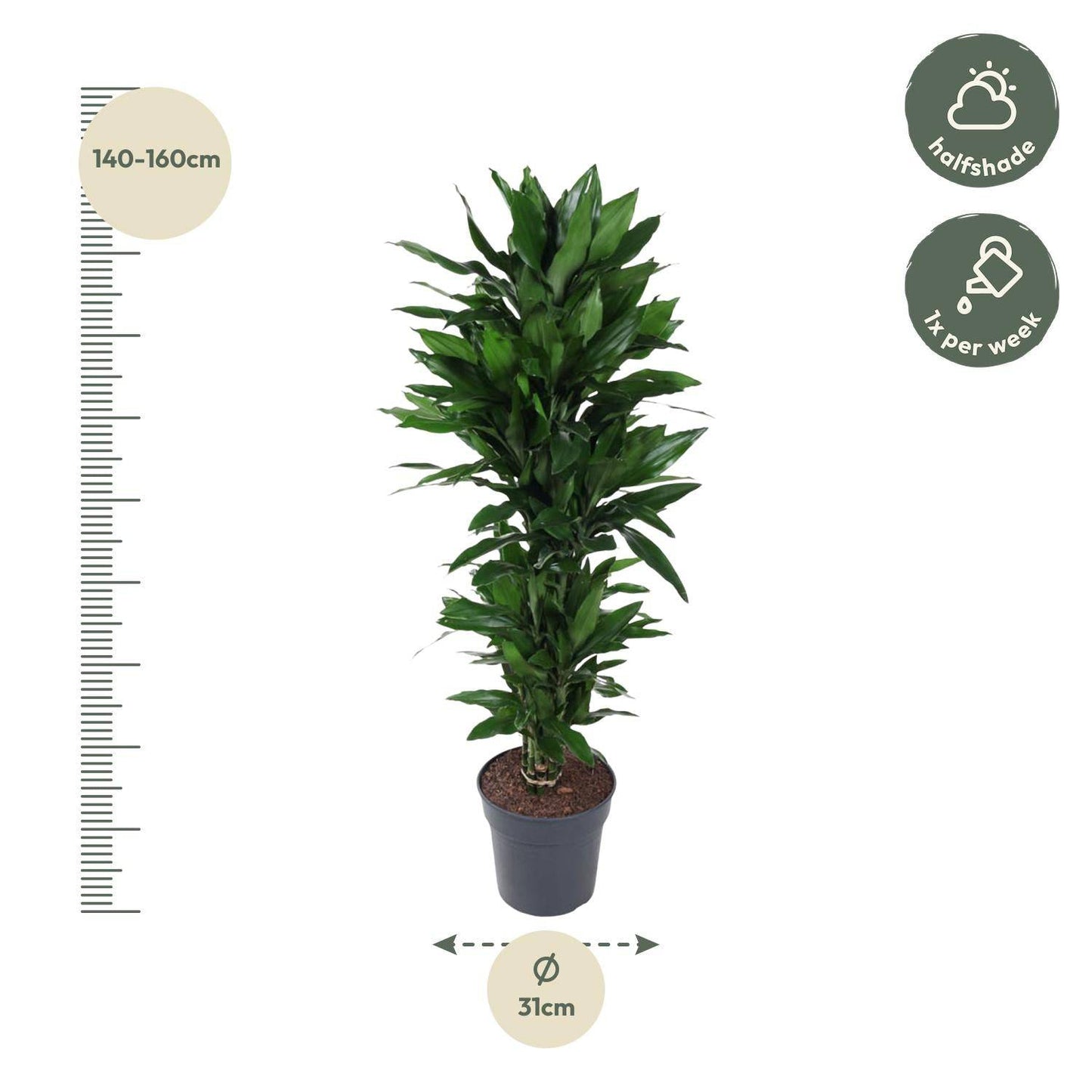 Dracaena Janet Lind verzweigt – 120 cm – Ø27 - Botanic-Vibes