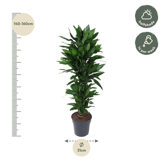 Dracaena Janet Lind verzweigt – 120 cm – Ø27 - Botanic-Vibes