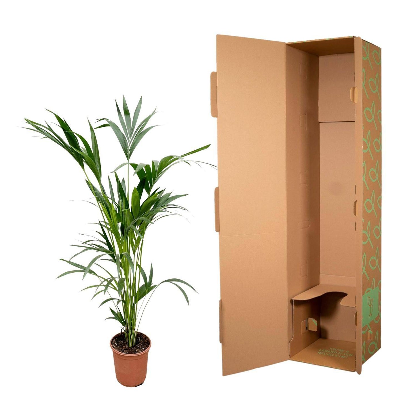 Kentia palm – 160 cm – Ø24 - Botanic-Vibes