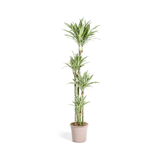 Dracaena Deremensis White Stripe Ø27cm - ↕170 - 190cm - Botanic-Vibes
