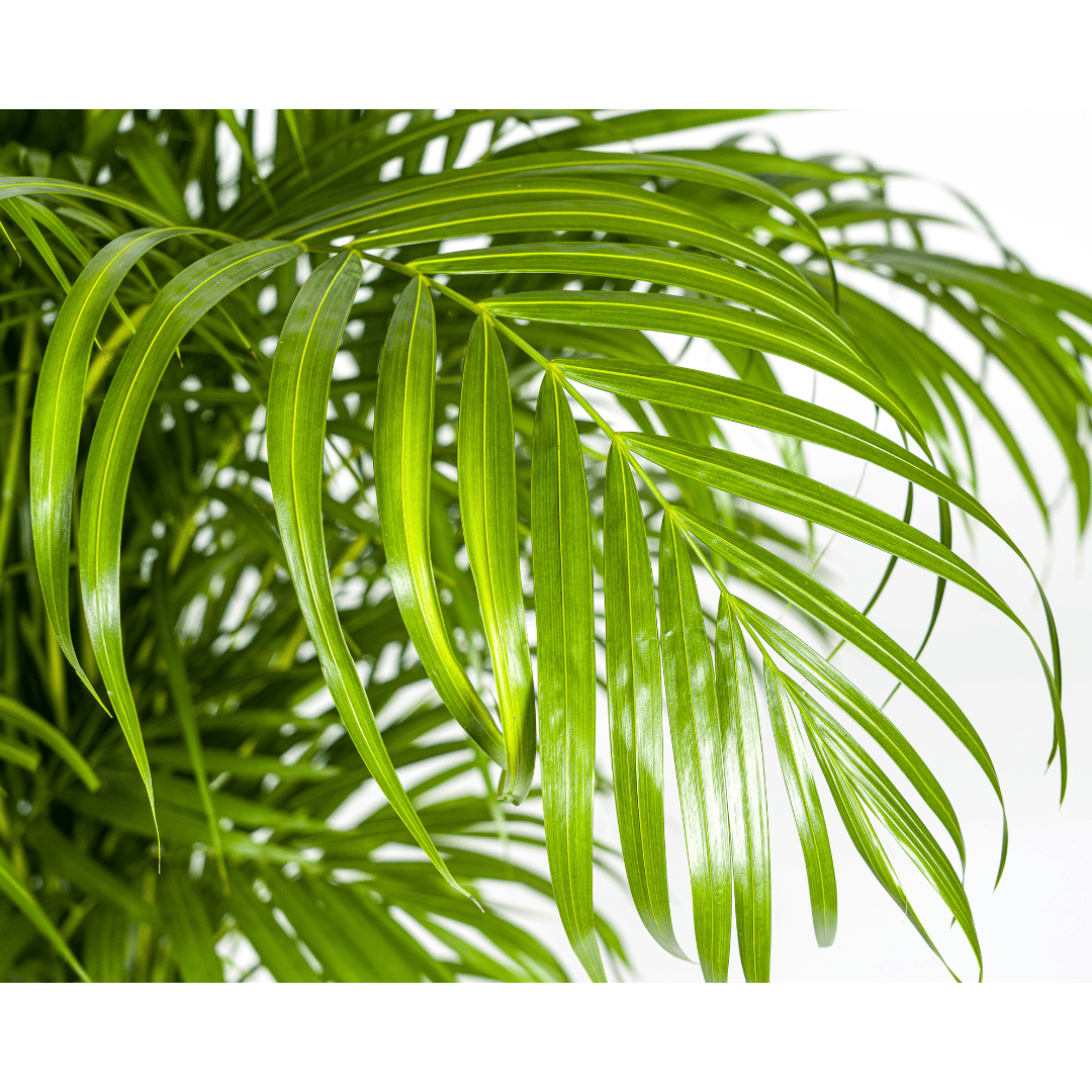 Dypsis Areca lutescens Ø27cm - ↕150 - 170cm - Botanic-Vibes