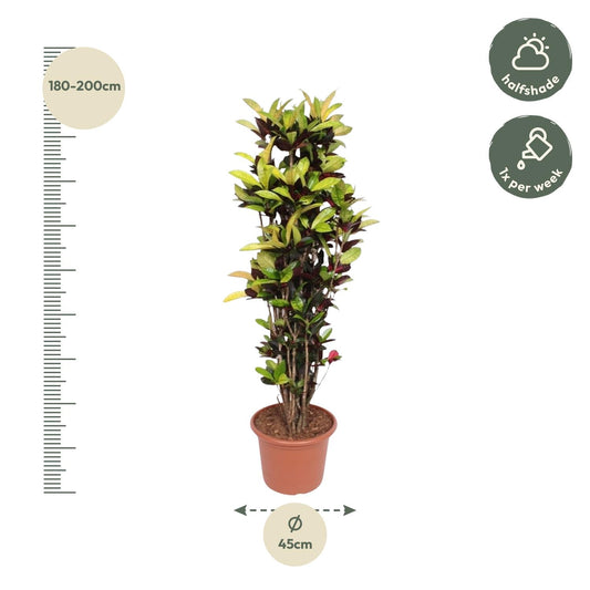 Codiaeum Iceton (Croton Iceton) – 190 cm – Ø45