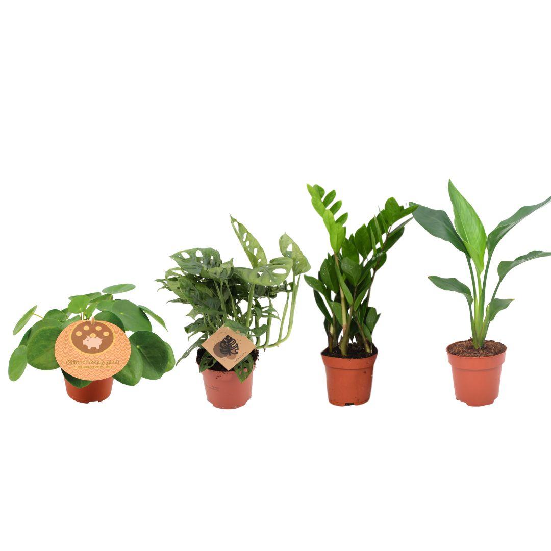 Musthave Pflanzenbox, 4 Stücke, Ø12 cm, 20-40 cm
