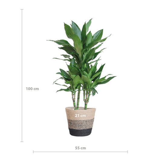 Dracaena  Janet Lindt mit Pflanzkorb Lissabon Schwarz - 95cm - Ø21 - Botanic-Vibes