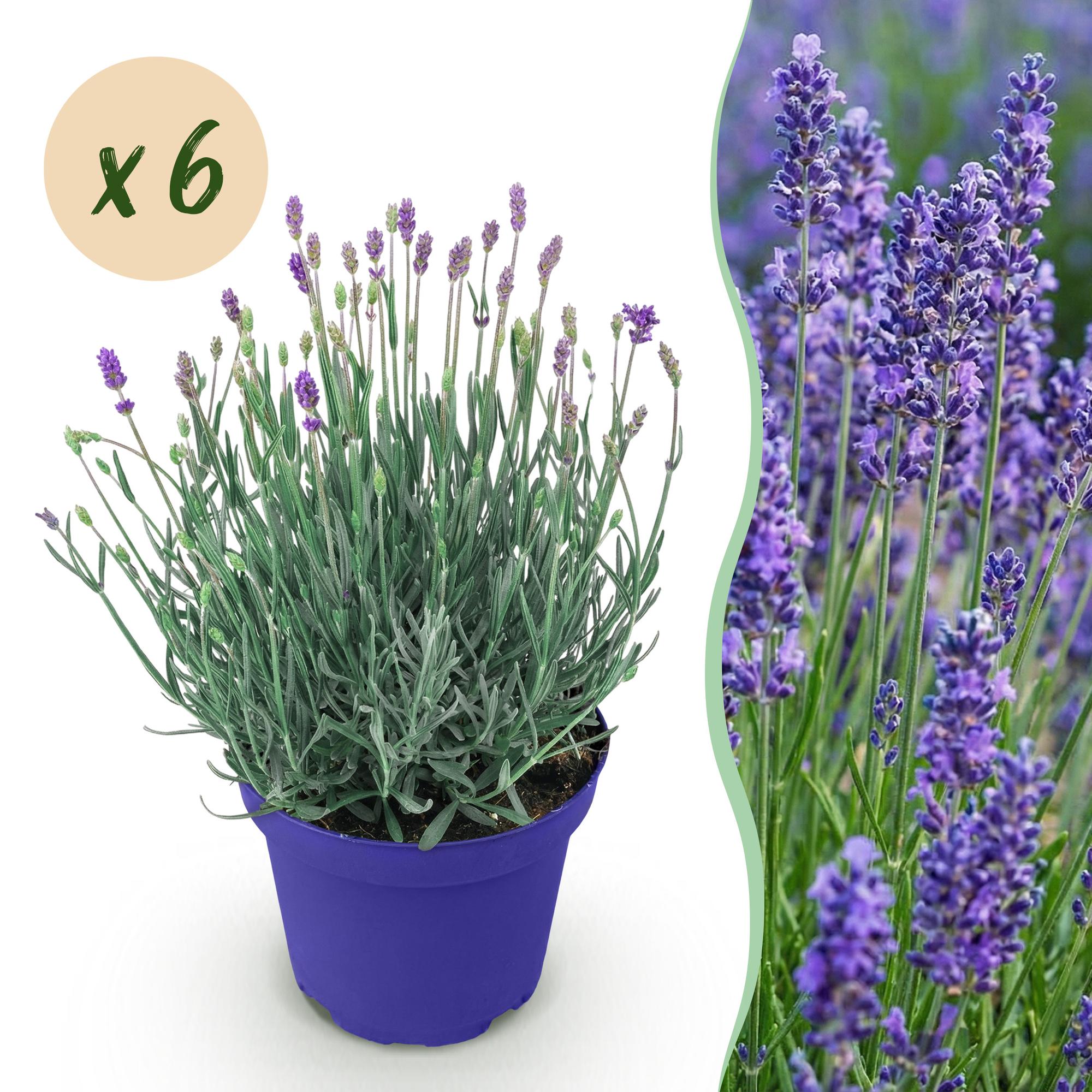 Green boutiQ, Gartenpflanze, Lavandula angustifolia Hidcote, Lavendel, Winterhart, Lila, Topf 12cm, Höhe 15, 25cm