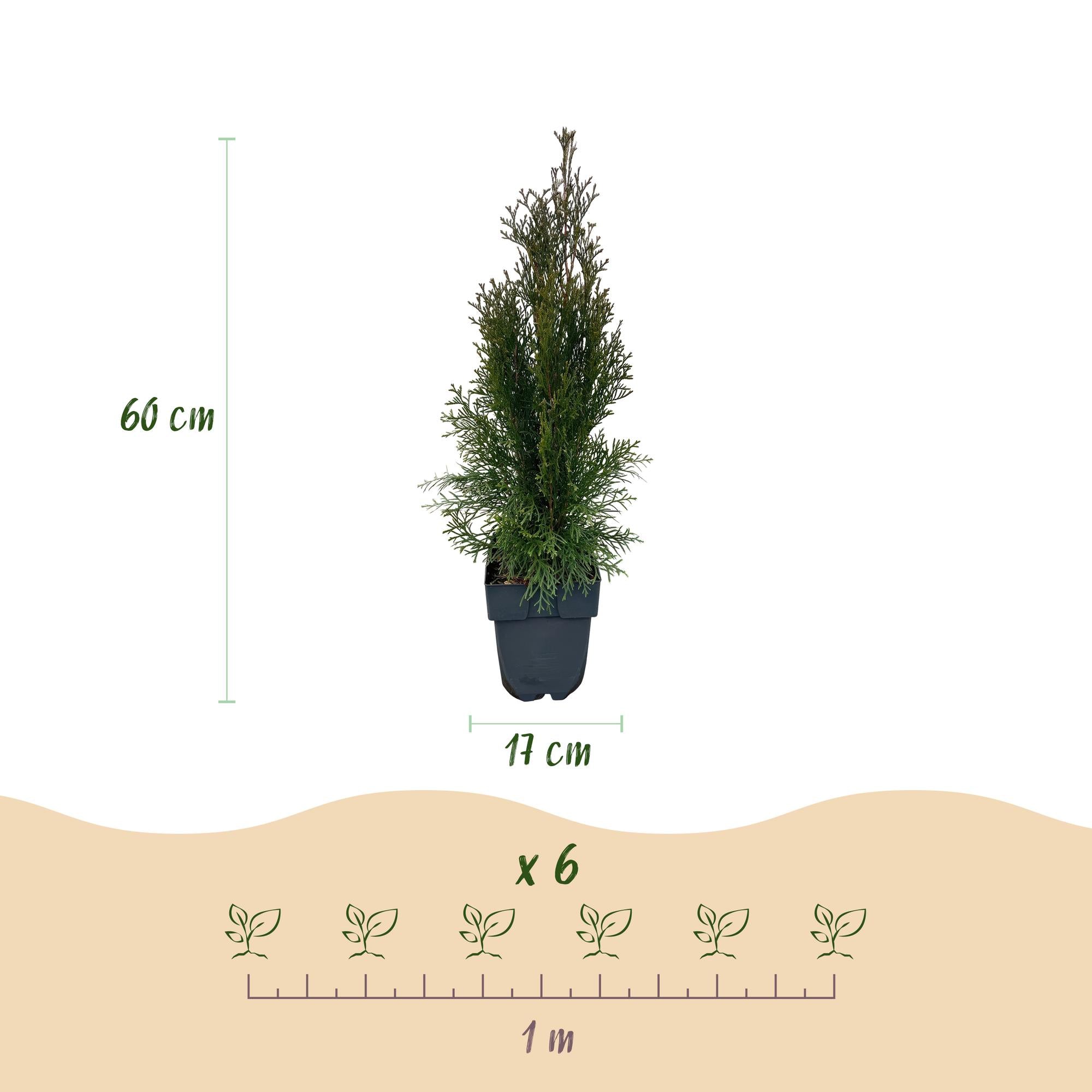 Heckenpflanzen, Thuja occidentalis Smaragd, Blatt grün, 6 Pflanzen, 1 laufender Meter, immergrün, Topf 17 cm 60 cm
