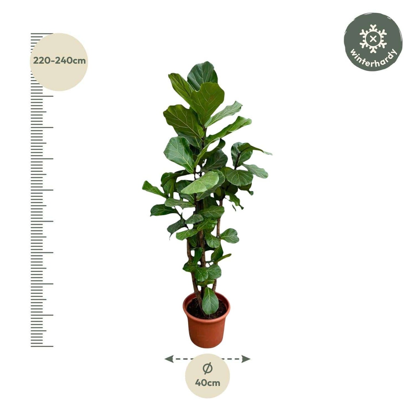Ficus Lyrata verzweigt XXL – 220 cm – Ø40 - Botanic-Vibes