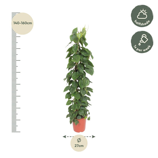 Philodendron scandens – mit Gitter – 150 cm – Ø27
