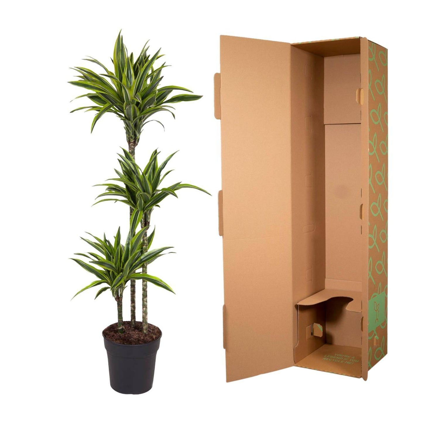 Dracaena Lemon Lime – 130 cm – Ø24 - Botanic-Vibes