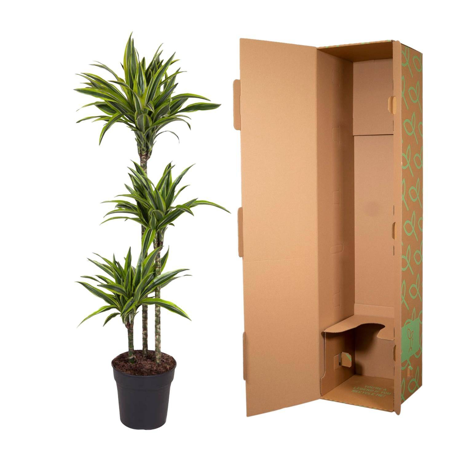 Dracaena Lemon Lime – 130 cm – Ø24 - Botanic-Vibes