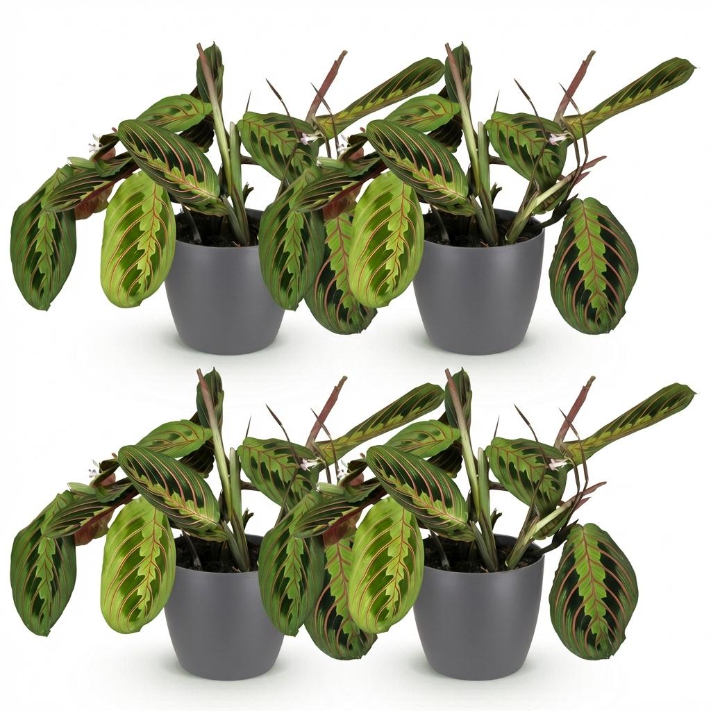 Green boutiQ, Zimmerpflanze, Maranta Fascinator Tricolour, Gebetsblatt, Haustierfreundliche Pflanze, Grün, Topf 12cm, Höhe 25cm