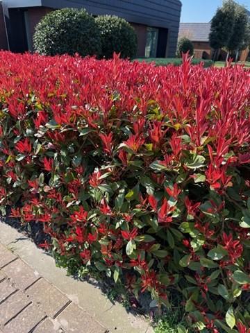 Heckenpflanzen, Photinia fraseri Carre Rouge, rot grün Blatt, 8 Pflanzen, 1 laufender Meter, immergrün, Topf 9 cm 30-35 cm