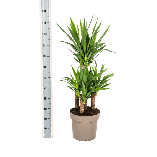 Yucca Elephantipes Ø30cm - ↕90 - 110cm - Botanic-Vibes