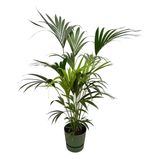Kentia palm inklusive elho Greenville Round Grün – 160 cm – Ø30 - Botanic-Vibes