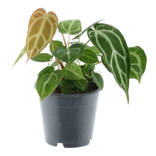 Anthurium Chrystallium – 35 cm – Ø12