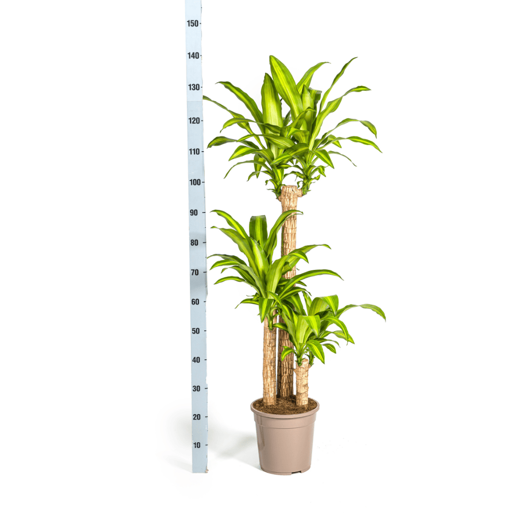 Dracaena Fragrans Massangeana Ø24cm - ↕130 - 150cm - Botanic-Vibes