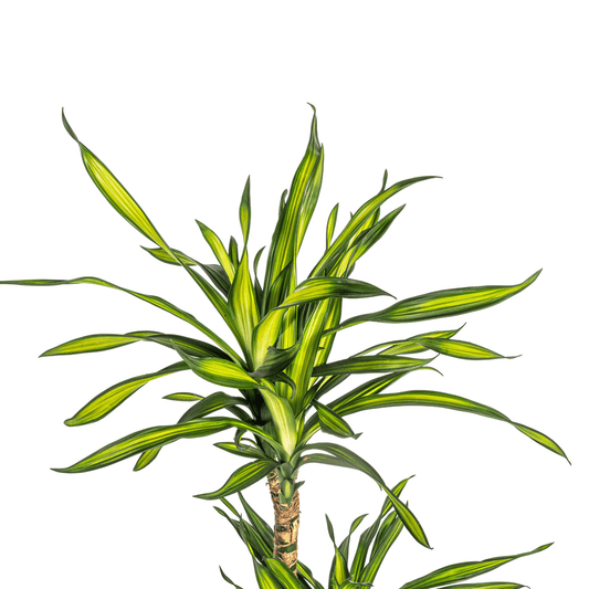 Dracaena Deremensis Rikki Ø21cm - ↕90 - 110cm - Botanic-Vibes