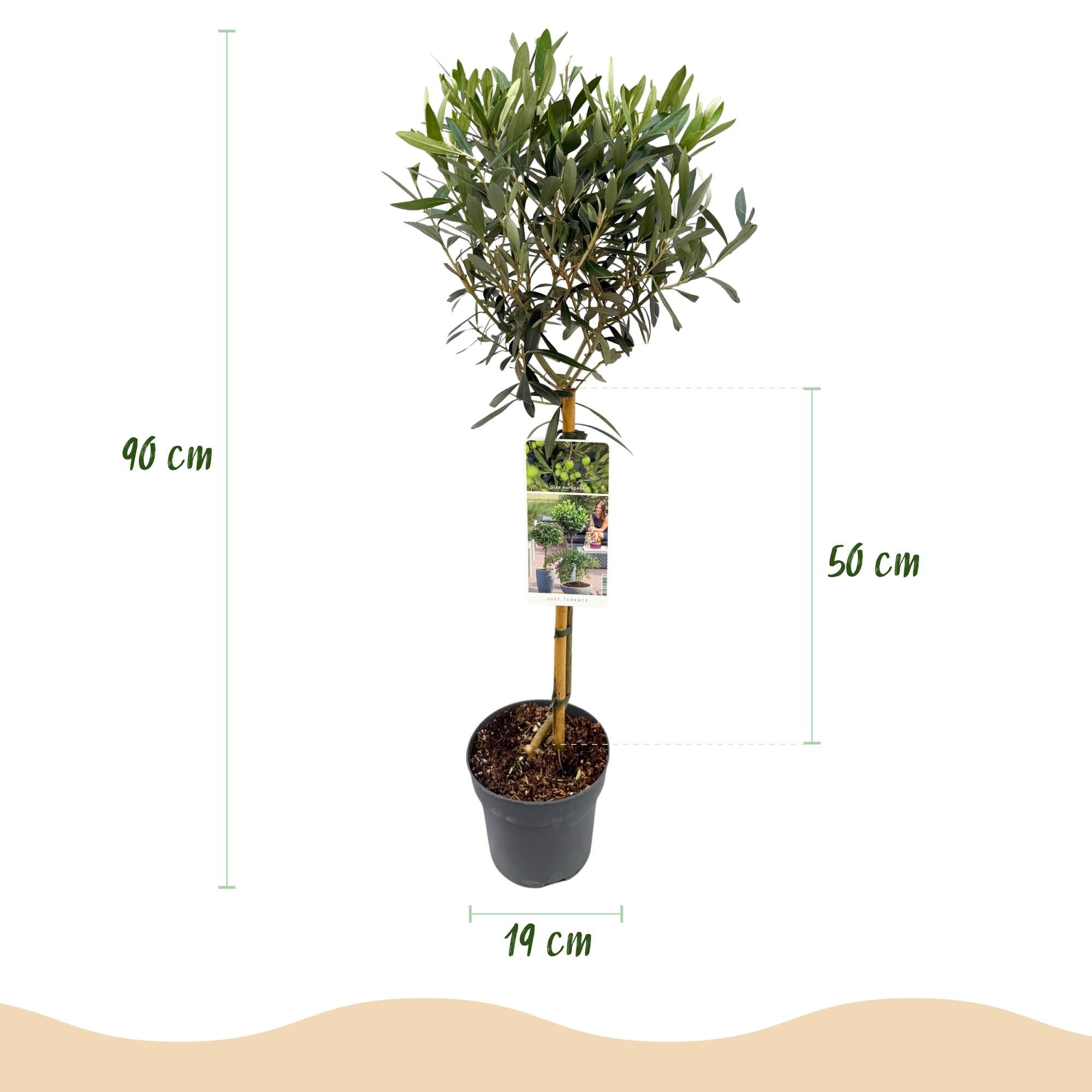 Stamm Pflanze, Olea Europaea, Terrassen Pflanze, Immergrün, Winterhart, Olivenfarbenes Blatt, Topf 19 cm 90 cm