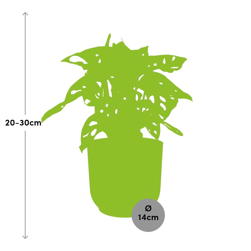 Monstera ‘Monkey Leaf’ im ELHO Vibes Fold, 14 cm, rosa