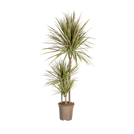 Dracaena Marginata Bicolor Ø21cm - ↕110 - 130cm - Botanic-Vibes