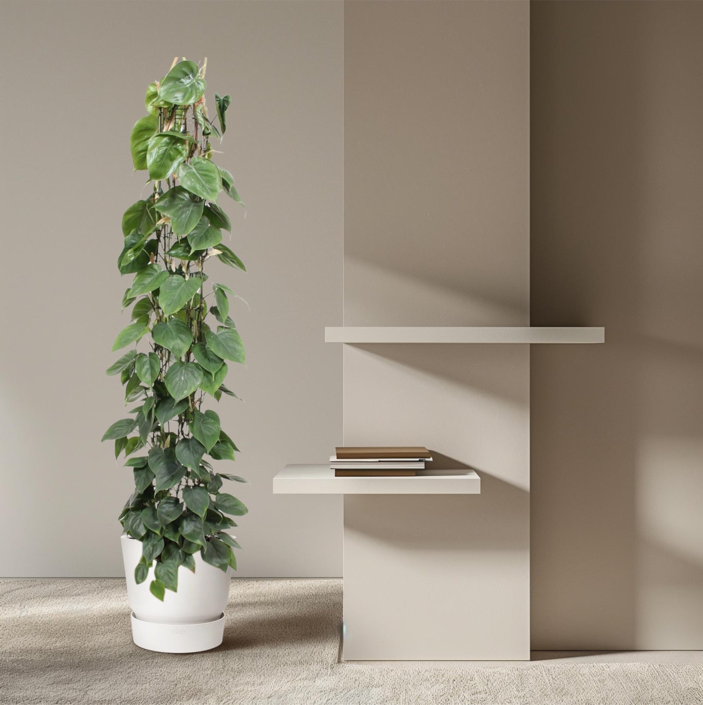 Philodendron scandens – mit Gitter – 160 cm – Ø27