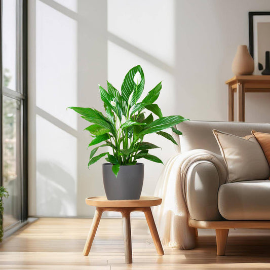 Spathiphyllum mit Viber grau – 80 cm – Ø21 - Botanic-Vibes