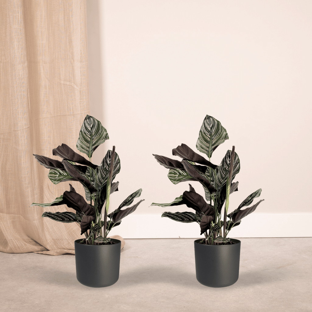 2x Calathea Ornata, Pfauenpflanze, 50 cm, Ø14 cm