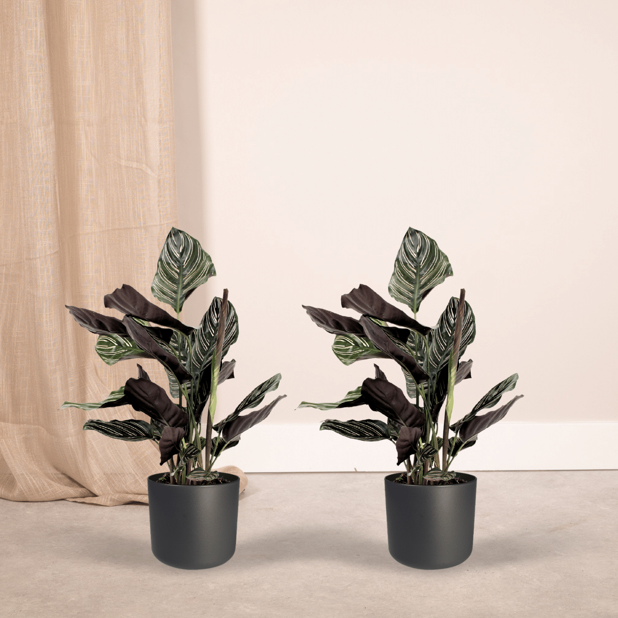2x Calathea Ornata, Pfauenpflanze, 50 cm, Ø14 cm