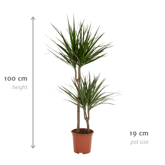 Dracaena Marginata – Ø19 – 100 cm - Botanic-Vibes
