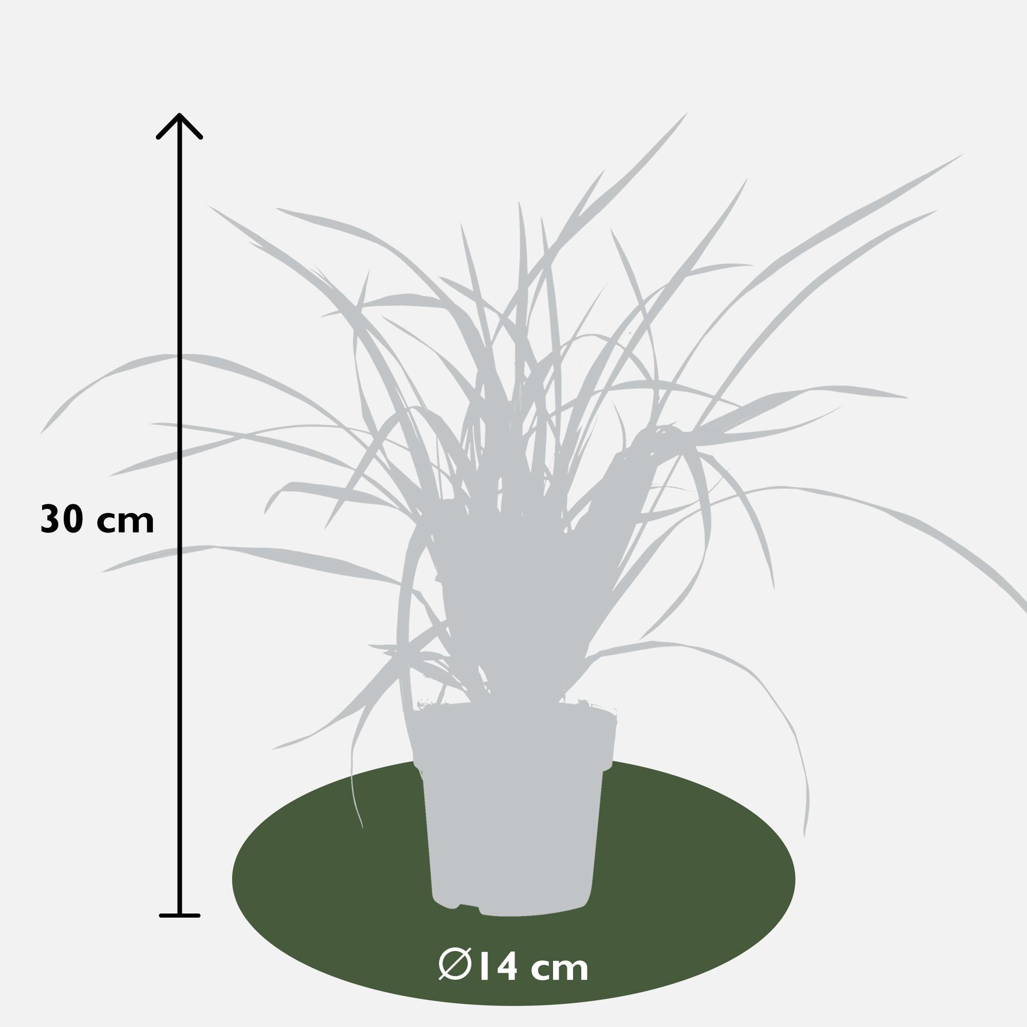 3x, Carex morrowii 'Irish Grün', 30 cm, Ø14 cm