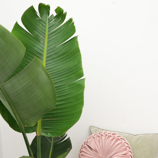 Strelitzia augusta – 180cm – Ø30