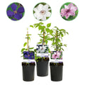 Kletterpflanze, Clematis Tricolour, Blüte Rosa Weiß Lila, Wenig Pflege, 3 Pflanzen, Topf 11 cm 40 cm