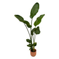 Strelitzia nicolai inklusive elho Vibes Fold Round rosa – 100 cm – Ø18 - Botanic-Vibes