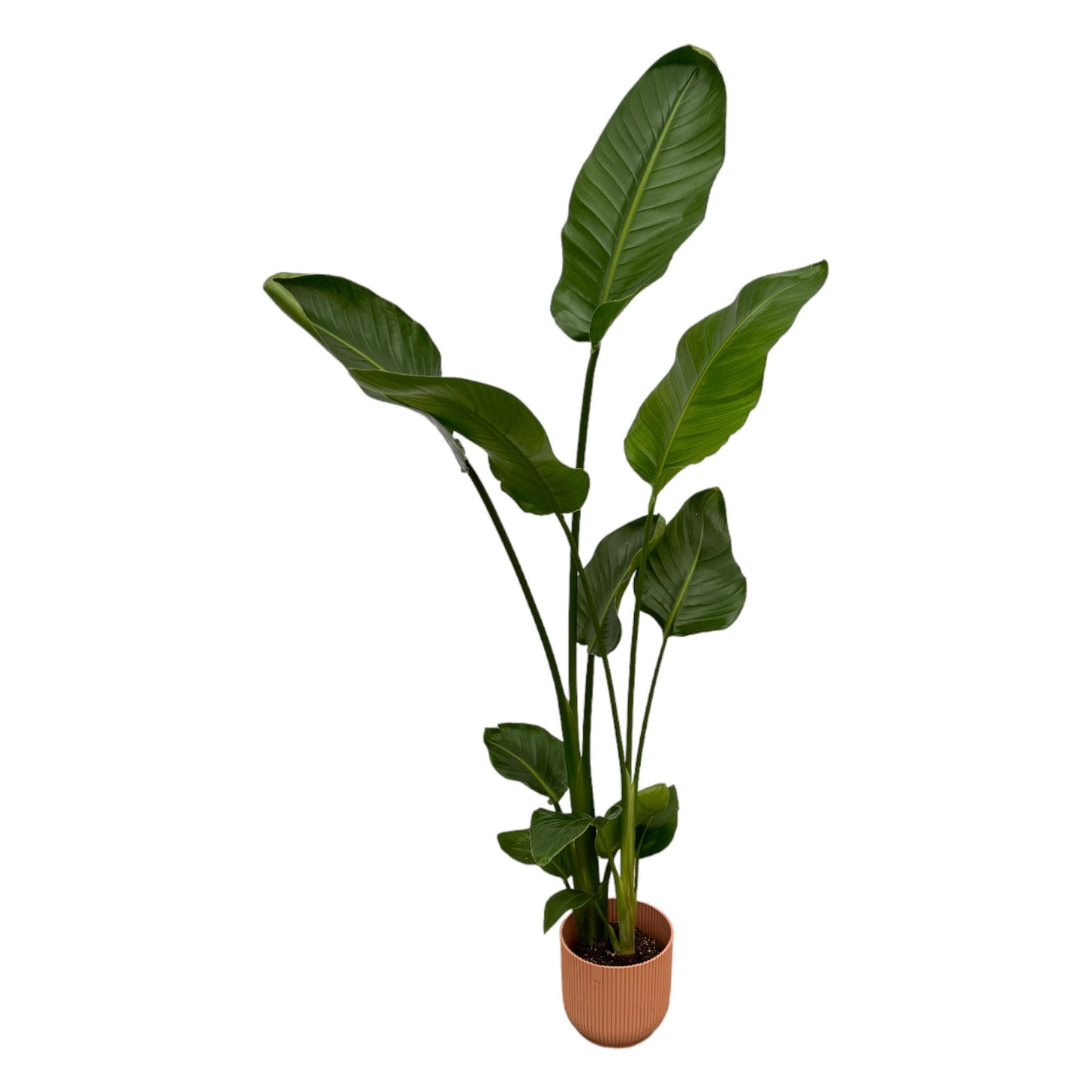 Strelitzia nicolai inklusive elho Vibes Fold Round rosa – 100 cm – Ø18