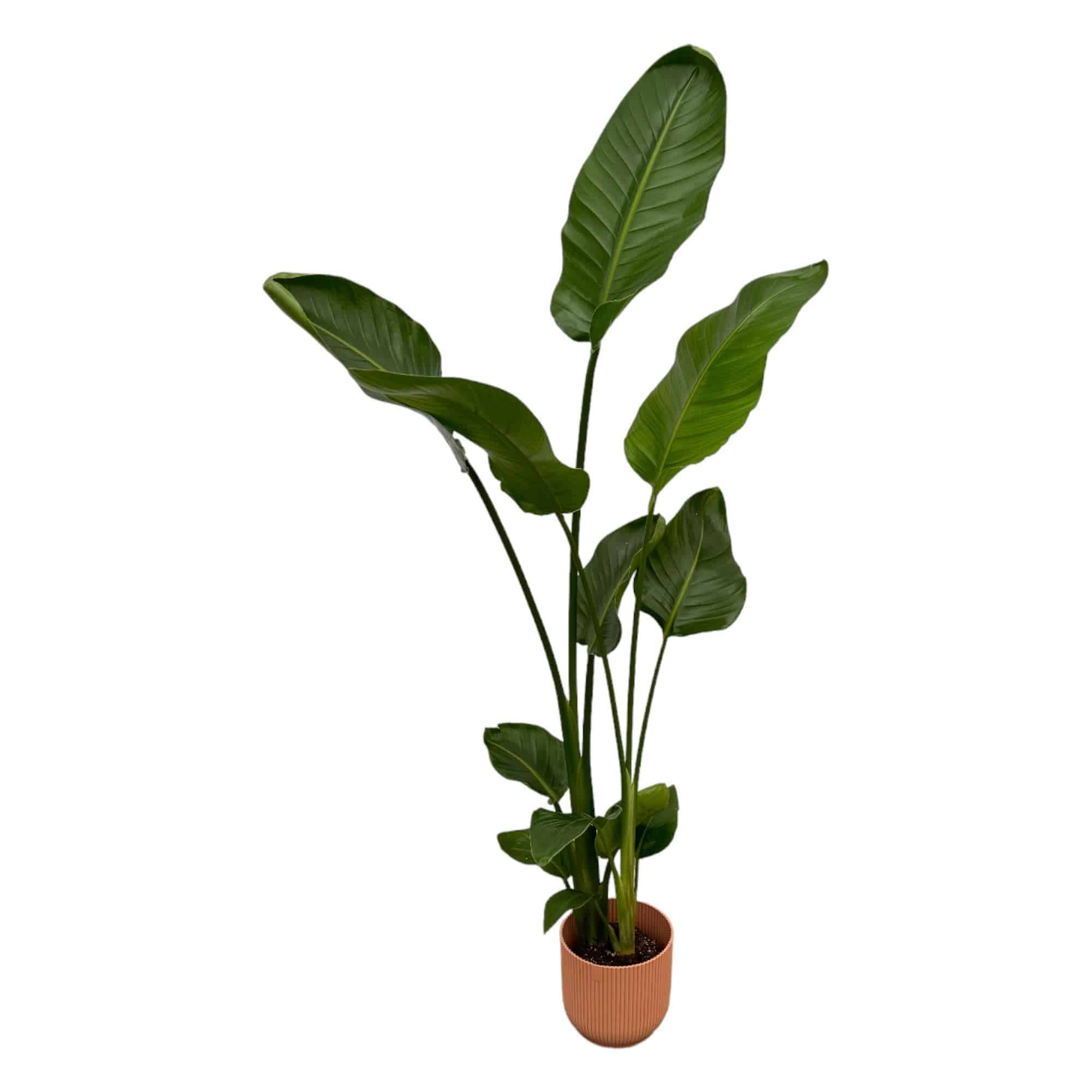 Strelitzia nicolai inklusive elho Vibes Fold Round rosa – 100 cm – Ø18 - Botanic-Vibes