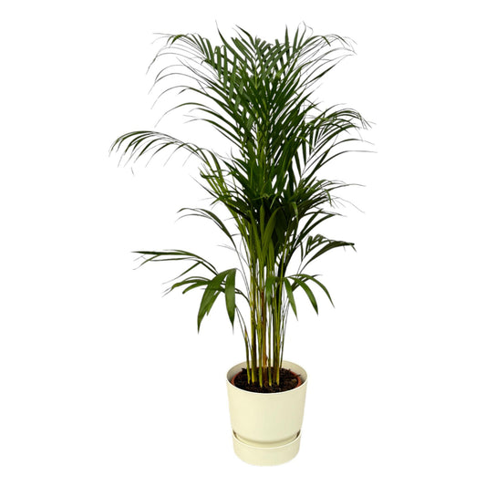 Areca-Palme – 110 cm – Ø21 inklusive elho Greenville Round Weiß D24×H23